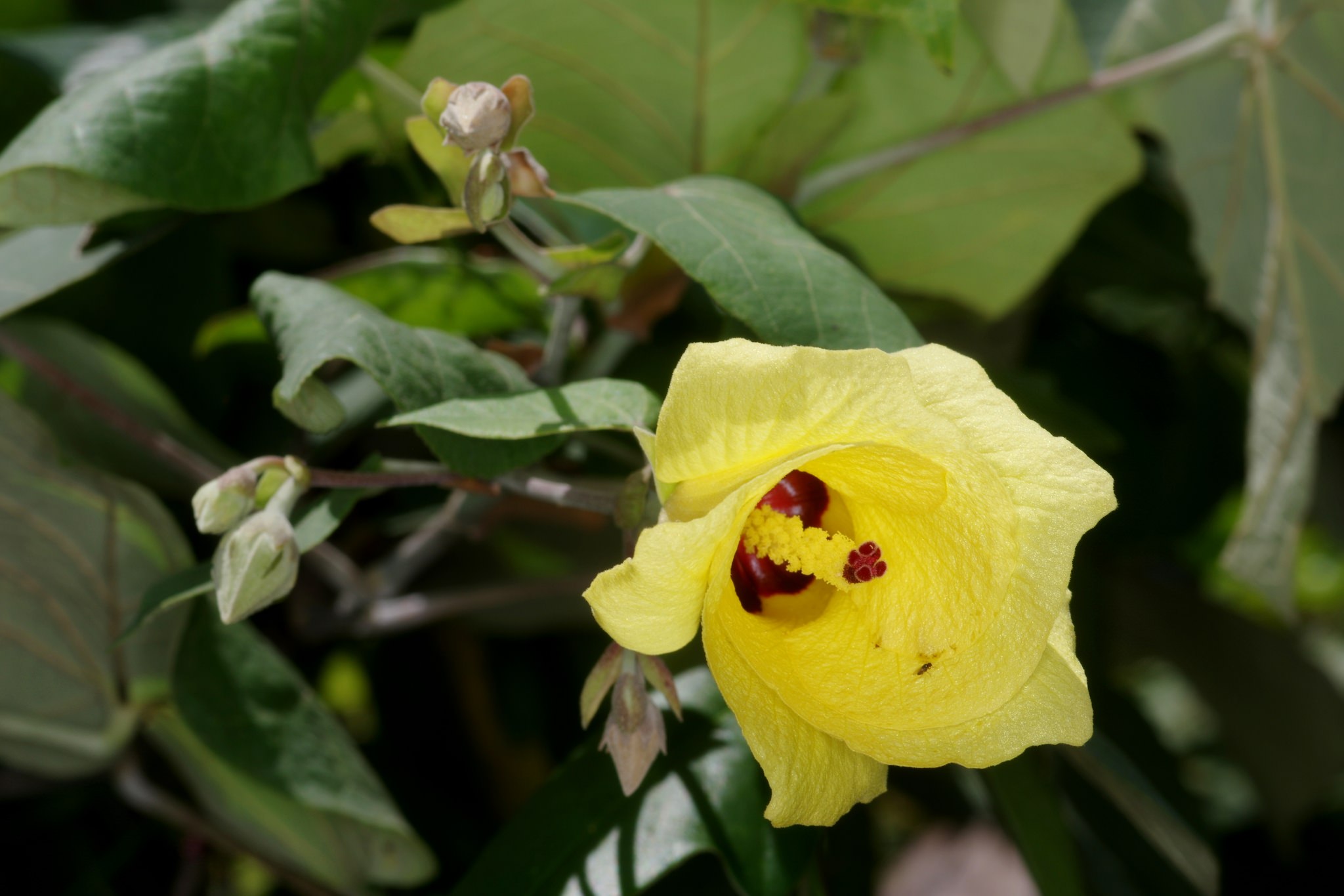 Hibiscus tiliaceus